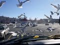 Feeding Seagulls In Wal Mart Parking Lot