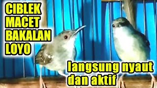 Download lagu pancingan ciblek MACET, BAHAN, BAHAN agar nyaut dan aktif. mp3 Download lagu pancingan ciblek MACET, BAHAN, BAHAN agar nyaut dan aktif. mp3