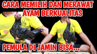 Download lagu cara memilih anakan ayam pakhoy yang bagus // cara memilih anakan ayam bangkok jantan yang bagus mp3