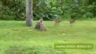 Download lagu CERITA TENTANG 2 EKOR MONYET #DOEL SUMBANG mp3 Download lagu CERITA TENTANG 2 EKOR MONYET #DOEL SUMBANG mp3