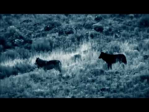 Blue Bucks - Blue Bucks - Vlkodlak