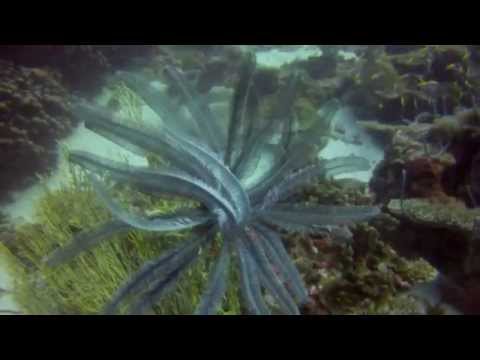 Maldive - Crociera sub a Suvadiva con M/Y Atoll Jade