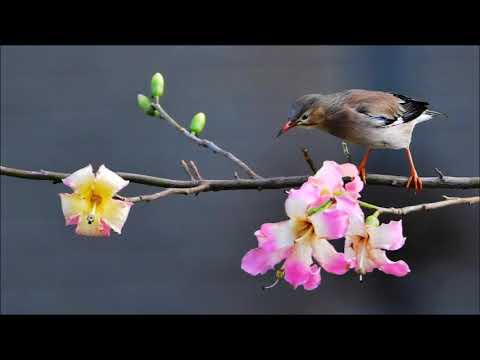 Vasile Jianu (1904-1968): Bourrée and Sarabande for flute and piano