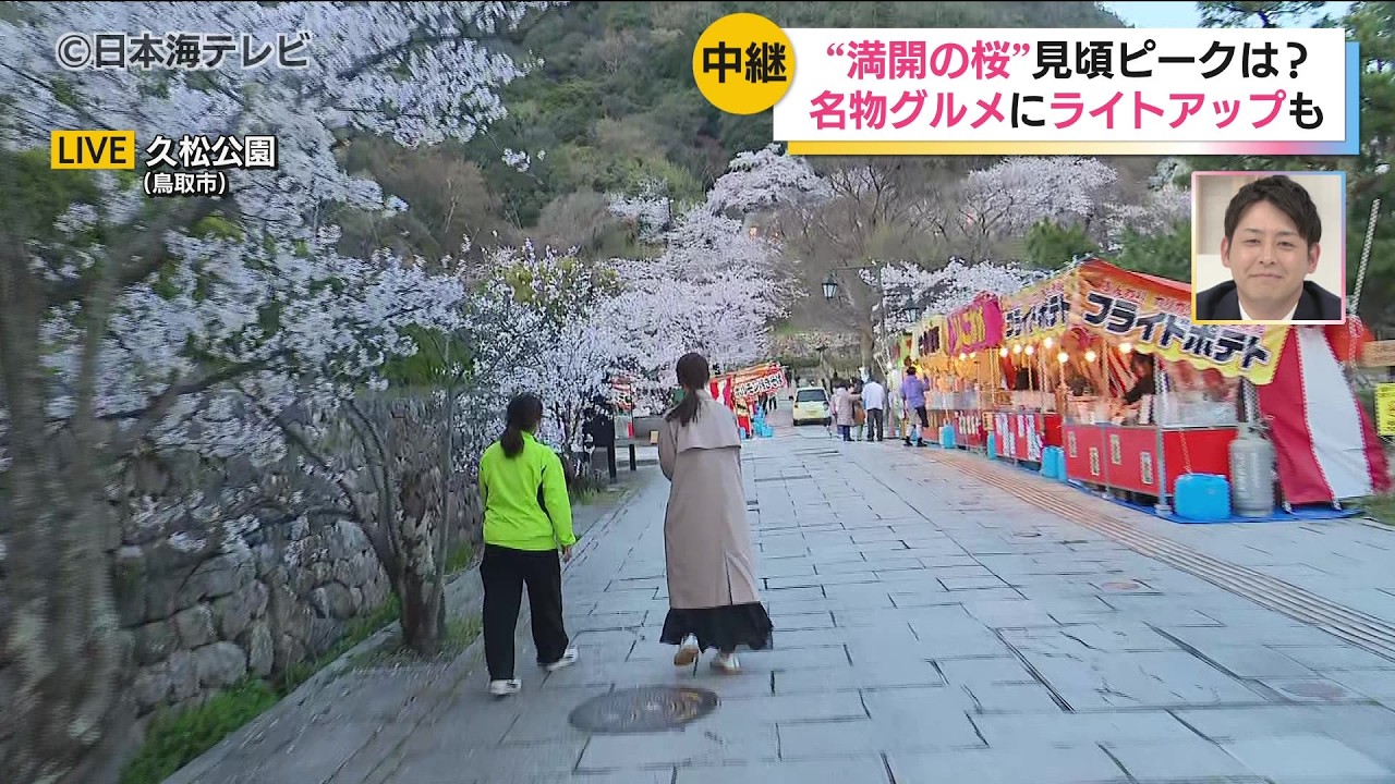 【桜の名所から生中継】鳥取市の久松公園　ライトアップで夜桜も