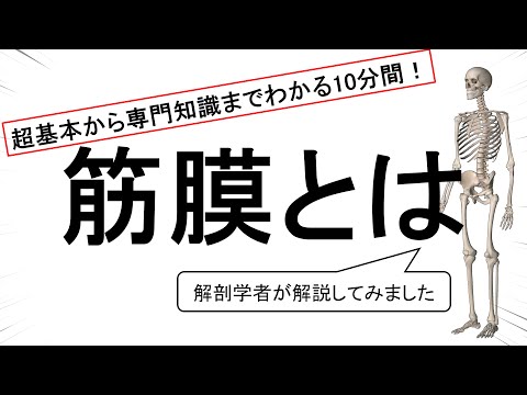 筋膜療法について詳しく解説