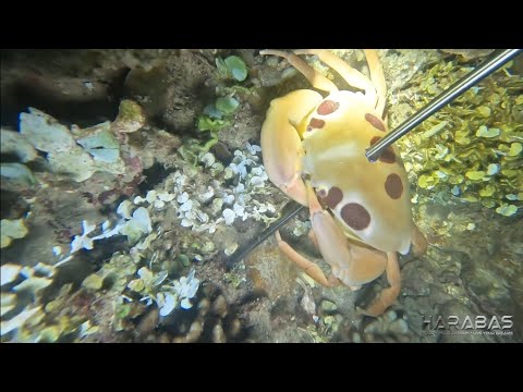 EP680-P1 - Spotted Reef Crab Catch and Cook | Occ. Mindoro