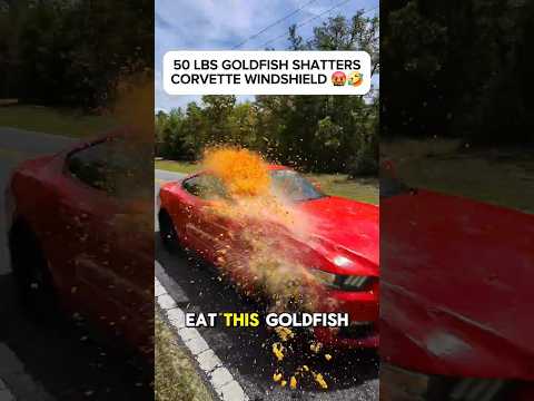 Throwing GOLDFISH 🐠 SHATTERS CORVETTE WINDSHIELD 🤬🤣