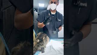 Cat Vaccinations! Behind the Scenes @ The Melrose Vet