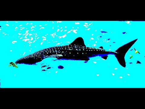 Miramare - Miramare: Velká ryba/ The big fish (part 4, version 1)