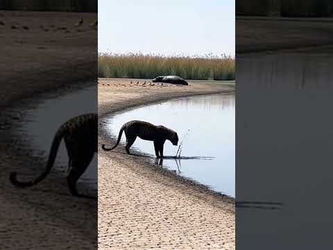 Leopard Messes With Hippo's Tail - INSTANT REGRET! 😱 #shorts  #wildlife #karma