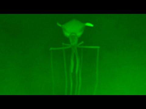 image-What is new squid species?