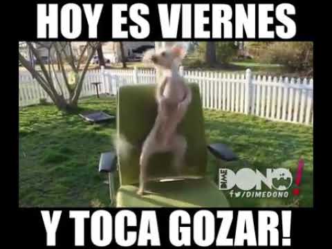 Cuando el perro se entusiasma y quiere bailar