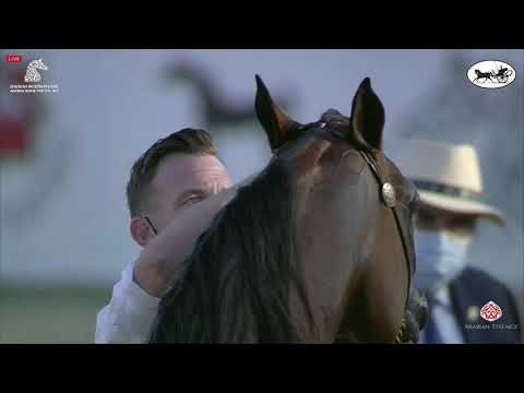N 268 NASHMI AL HAWAJER   Sharjah International Arabian Horse Festival 2021   Stallions 7 9 Years Ol