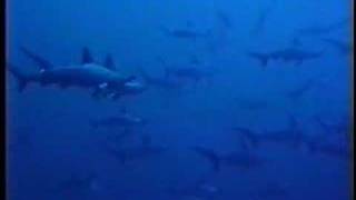 UC Davis Newswatch:  Sharks No. 2