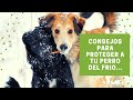 🥶 CONSEJOS PARA PROTEGER A TU PERRO DEL FRIO