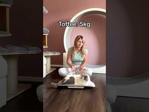 How much do your cats weigh? #cats #catlove #catmom #cat #catmom