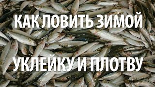Ловля зимой уклейки