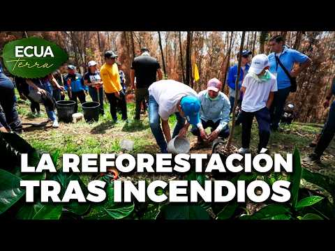 Ecuaterra🌱 Mejía: siembra de polylepis busca recuperar zonas afectadas por incendios | Ecuavisa