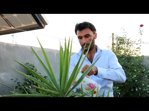 img-video