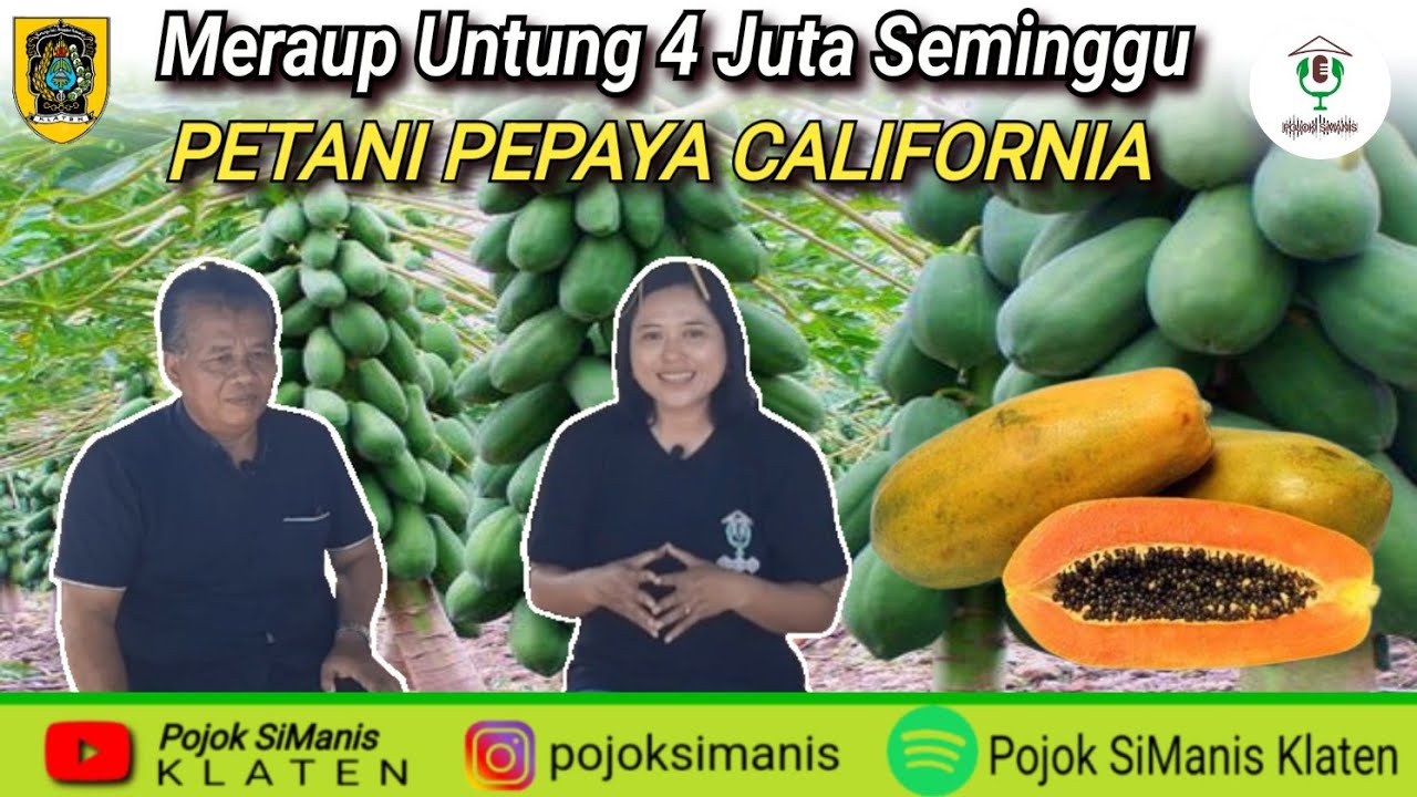 Meraup Untung 4 Juta PerMinggu || Petani Pepaya California