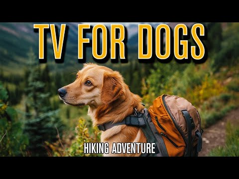 ADVENTURE DOG TV: The Best Virtual TV for Dogs with Calming Music!