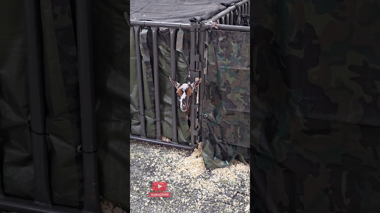 Houston Rodeo 2026 Crowd & Concert Energy | NRG Stadium Weekend Recap