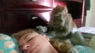 Love Taps From A ASMR Macaque