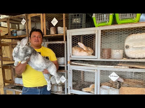 Visitando tu Granja #51 “Los famosos GIGANTES ARLEQUÍN“ Granja MARINNET 🐰🤠