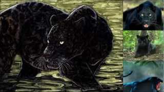 The PRETENDERS: &quot;Walk Like a Panther&quot; =*.*= Chrissie Hynde w/Lyrics w/ Panther:Jaguar/Leopard