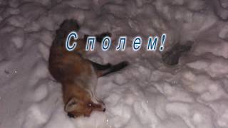 Как ловить лисиц на норах