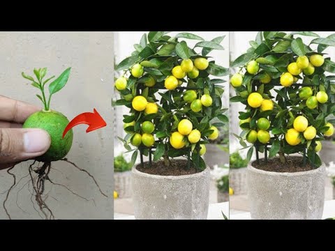 Smart skills! Growing a lime tree from lime fruit in pots