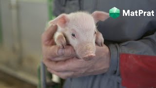 Nyfødte grisunger hos bonden Roar i Olden