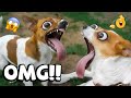 VIRAL FUNNY DOG COMPILATION 2025 YOU WON T STOP LAUGHING 22