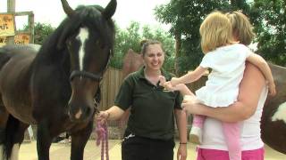 preview picture of video 'Rehomed rescue horses prove popular at Colchester Zoo'