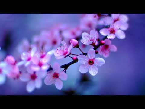 Richard Noll ~ Grace Video | Soothing and Uplifting Music Instrumental