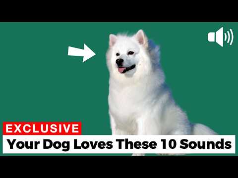 Watch If Your Dog Loves These 10 Sounds 🐶❤️