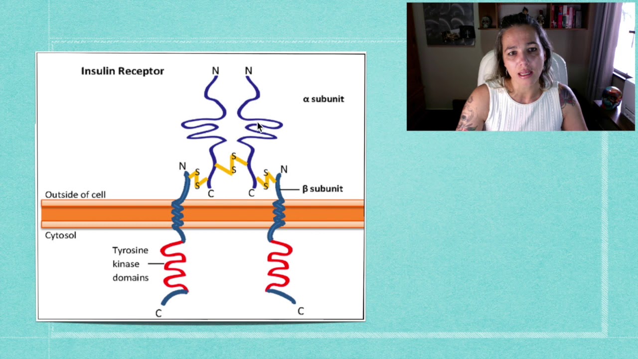 Ação da Insulina Parte 1
