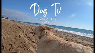 Dog TV - Relieve Anxiety and Keep Your Dog Entertained When They’re Home Alone