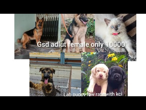 Gsd adlut female in low rate 🤩 gsd puppy 💫 lab puppy in low rate with kci 9000