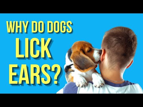 YouTube video about: Why do dogs nibble each other?