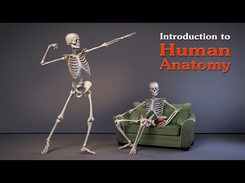 芸術家のための人体解剖学入門 (Introduction to Human Anatomy for Artists)