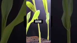 How to Grow Your Own Popcorn! creative explained