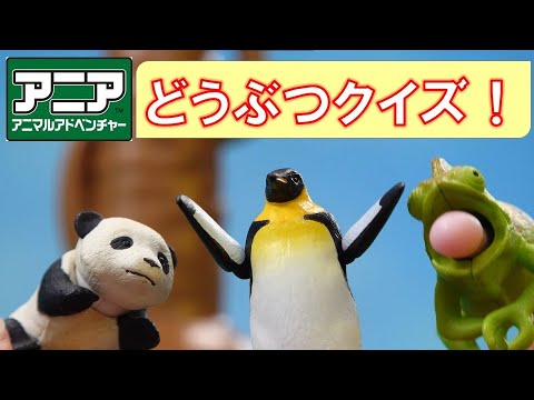 【公式】アニア『キミもちょうせん！どうぶつクイズ！』【タカラトミーキッズ】おもちゃ | 動物 | ライオン | パンダ | ペンギン | カメレオン | animal quiz