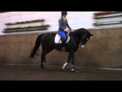 7 year old Gelding by Calido-Contendro
