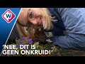 Nienke doet onderzoek naar stoepplantjes en iedereen kan meedoen - OMROEP WEST