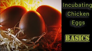 Incubation Basics: Required Conditions for Successful Incubation