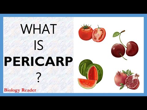 What is Pericarp? Meaning, Layers, Video and Functions - Biology Reader