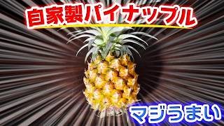 【家庭菜園】自家製パイナップル【マジうまい】