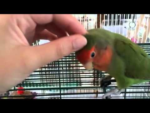 Peach faced lovebird likes head scratches