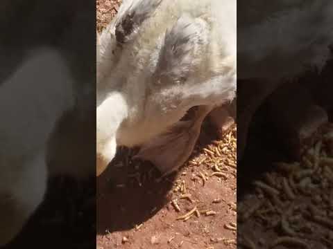 Male or Female Muscovy Ducks ???